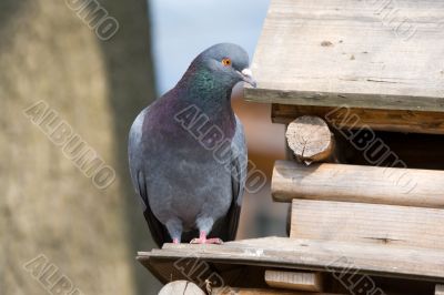 pigeon