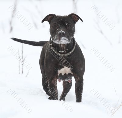 Female pitbull in snow