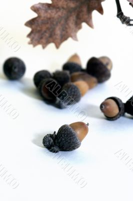 Acorn isolated
