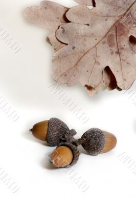 Acorn isolated