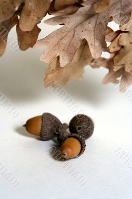 Acorn isolated