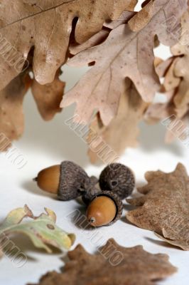 Acorn isolated