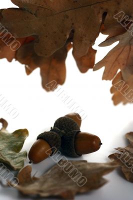 Acorn isolated