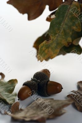 Acorn isolated