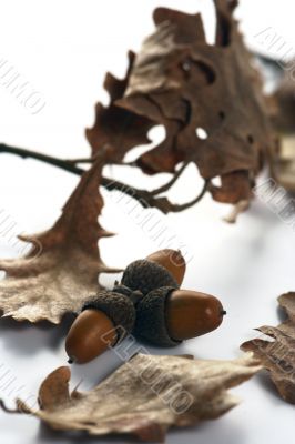 Acorn isolated
