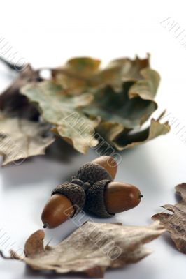 Acorn isolated
