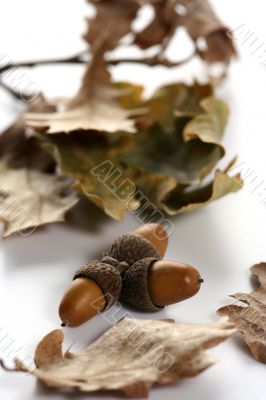 Acorn isolated