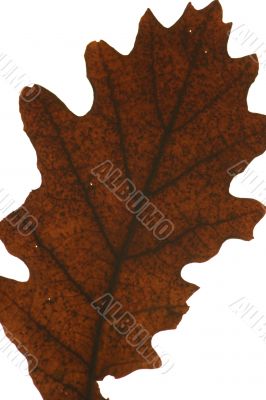 Acorn isolated