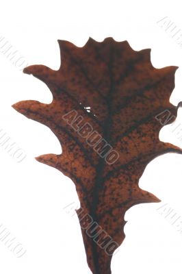 Acorn isolated