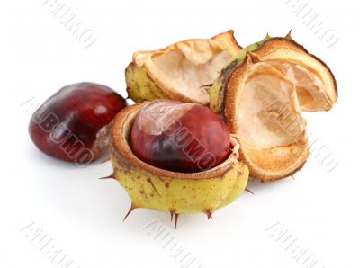 chestnuts on white