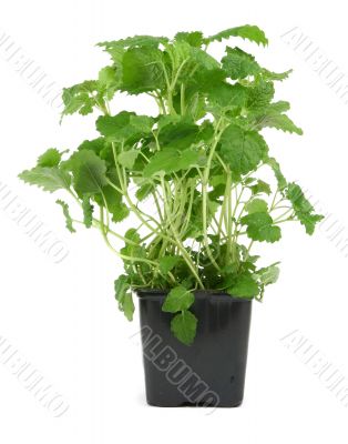 lemon balm on white