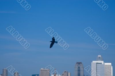 Seagull over Seattle
