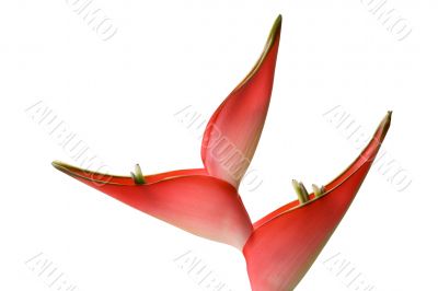 Helicon flower