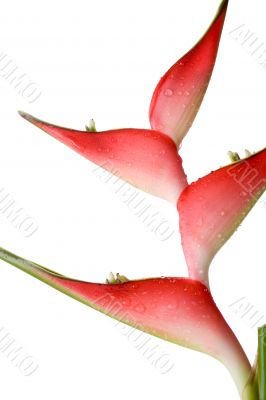 Tropical flower
