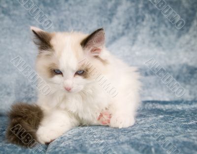 Ragdoll kitten