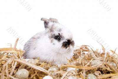 Cute easter bunny