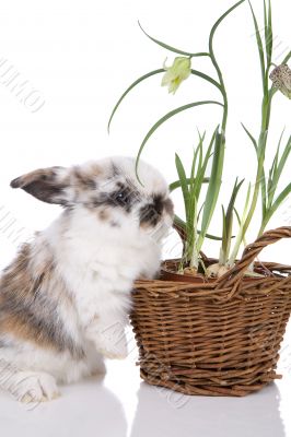 Cute bunny