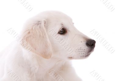 Sweet puppy