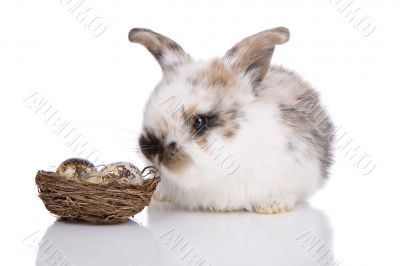 Easter bunny