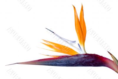 Tropical flower