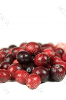 Cranberries on white