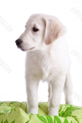 Cute puppy