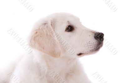 Golden retriever puppy