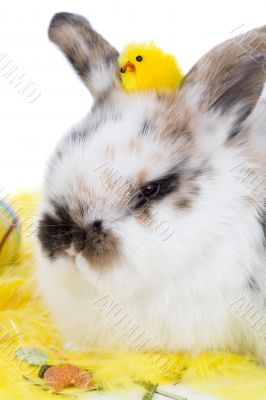 Adorable bunny with easter chicken on her head