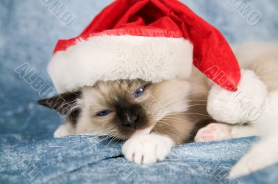 Christmas kitten