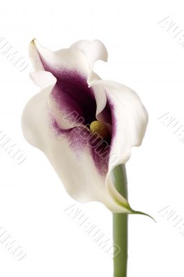 Calla lilly
