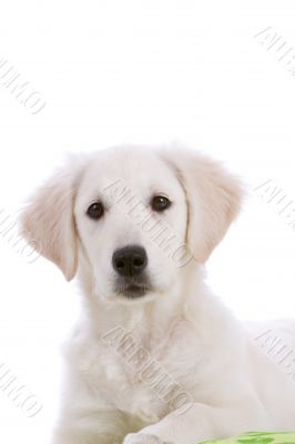Adorable puppy