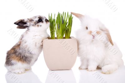 Easter bunnies