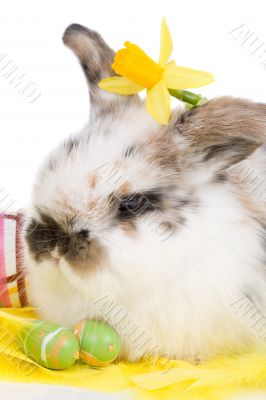 Spring bunny