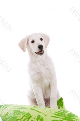Happy dog