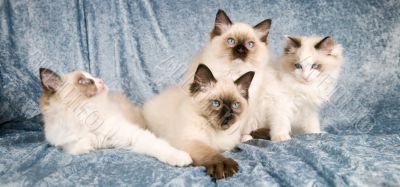Ragdoll kittens