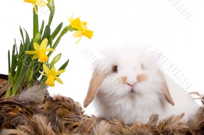 Cute little white bunny