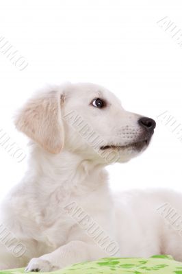 Golden retriever pup