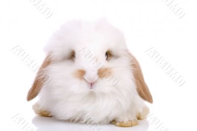 Little bunny