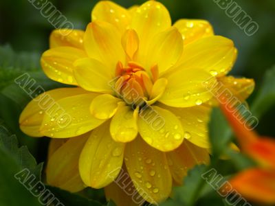 Dahlia