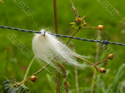 barbed wire