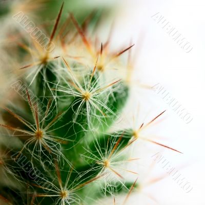 small big cactus