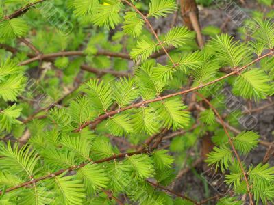 Spring acacia