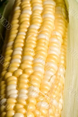 corn crazy