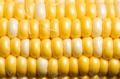 corn crazy
