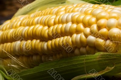 corn crazy