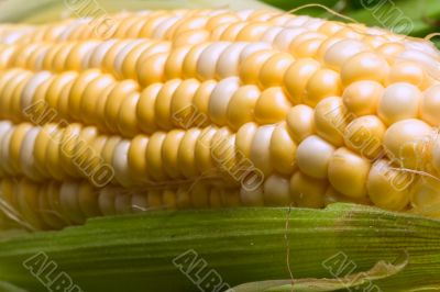 corn crazy