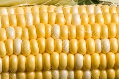 corn crazy