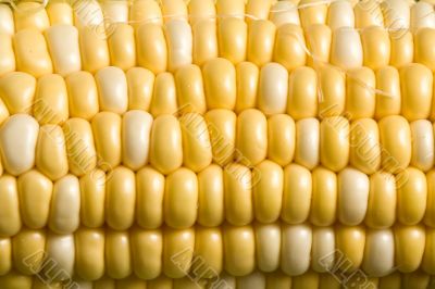 corn crazy