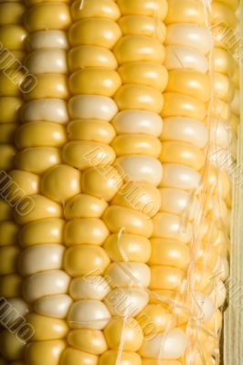 corn crazy