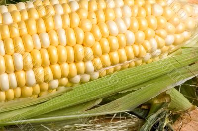 corn crazy